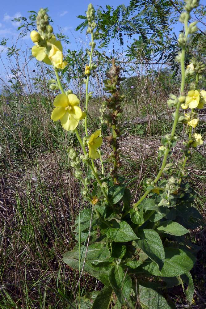 Verbascum sp.